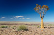 Quiver tree (Aloe dichotoma) in the desert of Namibia