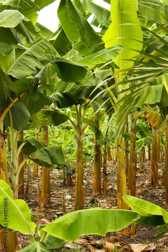 Photo: Banana monoculture Banana monoculture