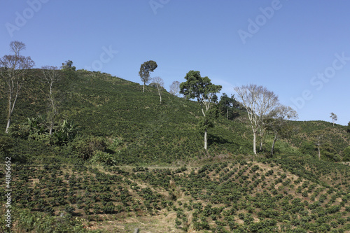 Photo: The Coffee Belt, also called Coffee Triangle in Colombia. The Coffee Belt, also called Coffee Triangle in Colombia.