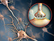 Neuron synapse