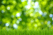 Photo: grass and green background grass and green background