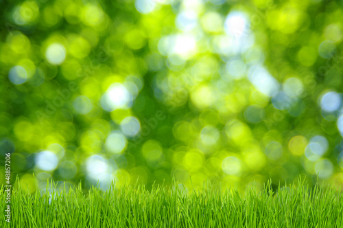 Photo: grass and green background grass and green background