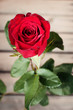 Red rose