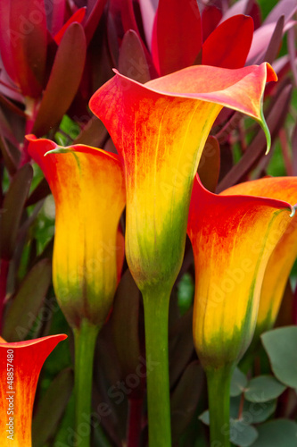 Photo: Beautiful red and yellow day lilies. Beautiful red and yellow day lilies.