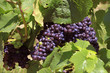 Grappe de raisins noirs