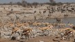 Zebra, springbok and gemsbok antelopes, Etosha N/P