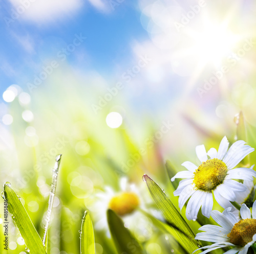 Photo: art abstract background springr flower in grass on sun sky art abstract background springr flower in grass on sun sky