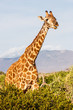 Free Giraffe in Kenya