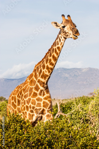 Photo: Free Giraffe in Kenya Free Giraffe in Kenya