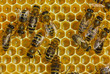 Bees convert nectar