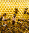 Queen bee