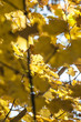 autunno2