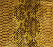 Photo: Snake skin background Snake skin background