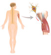Motor neuron controls muscle movement. eps10