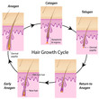 Hair growth cycle, eps10