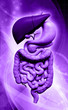 human digestive system