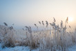 Frosty reed along a canal in sunlight