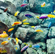 cichlids near rock
