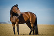 Quarter Horse