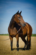 Quarter Horse