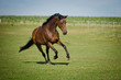 Quarter Horse
