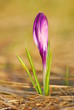 Crocus sativus  - Krokus