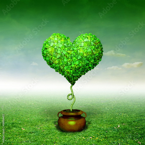 Photo: Clove Tree Clove Tree