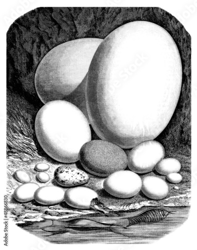 Illustration: Eggs Comparison : various Animals Eggs Comparison : various Animals