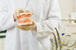 Dentist in his surgery, he holds a denture