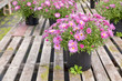 Greenhouse Asters