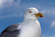 Möwe