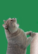 Begging for Food Cutout