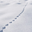 tracce nella neve