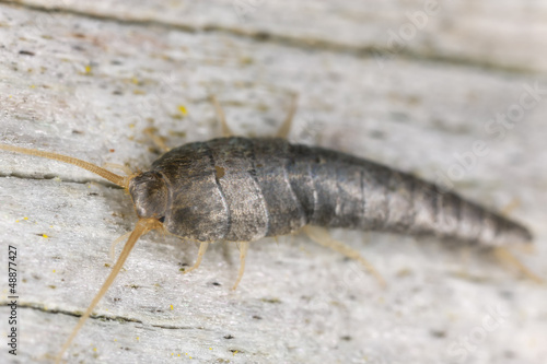 Photo: Silverfish or fishmoth sitting on wood, extreme close up Silverfish or fishmoth sitting on wood, extreme close up