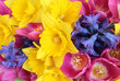Spring Flowers