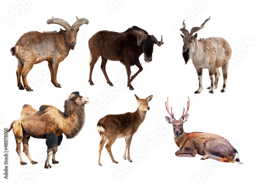Photo: Set of Artiodactyla mammal animals Set of Artiodactyla mammal animals