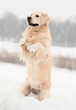 Golden retriever in funny pose