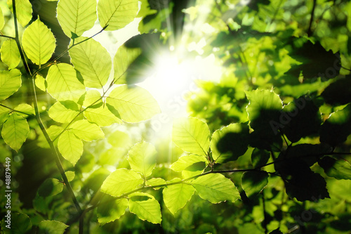 Photo: Blätter im Wald umrahmen die Sonne Blätter im Wald umrahmen die Sonne