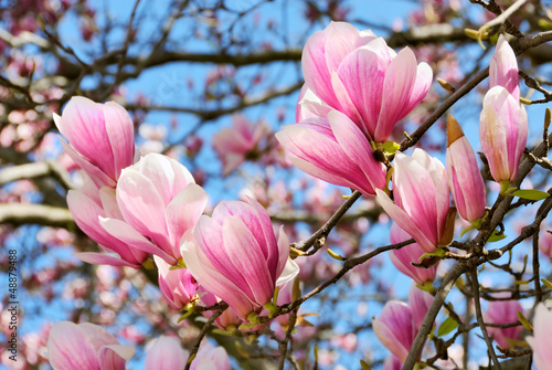 Photo: Magnolien vor blauem Himmel Magnolien vor blauem Himmel