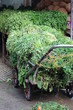 fines herbes sur une marché iranien