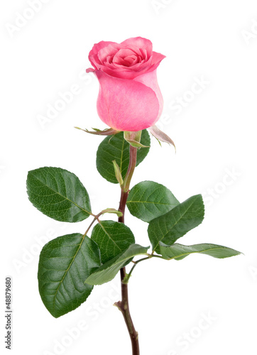 Photo: Entzückende Rose in rosa auf weiß Entzückende Rose in rosa auf weiß