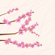 sakura . postcard . menu.