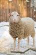 Sheep