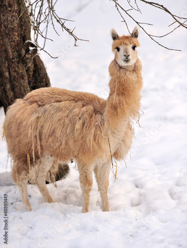 Photo: Alpaca Alpaca