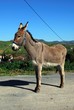 Tethered donkey, Andalusia, Spain © Arena Photo UK