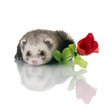 Frettchen mit Rose