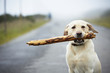 Yellow labrador retriever with stick