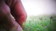 Weeding the grass