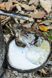 Milk of rubber tree flows into a bowl