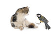 Photo: kitten kitten